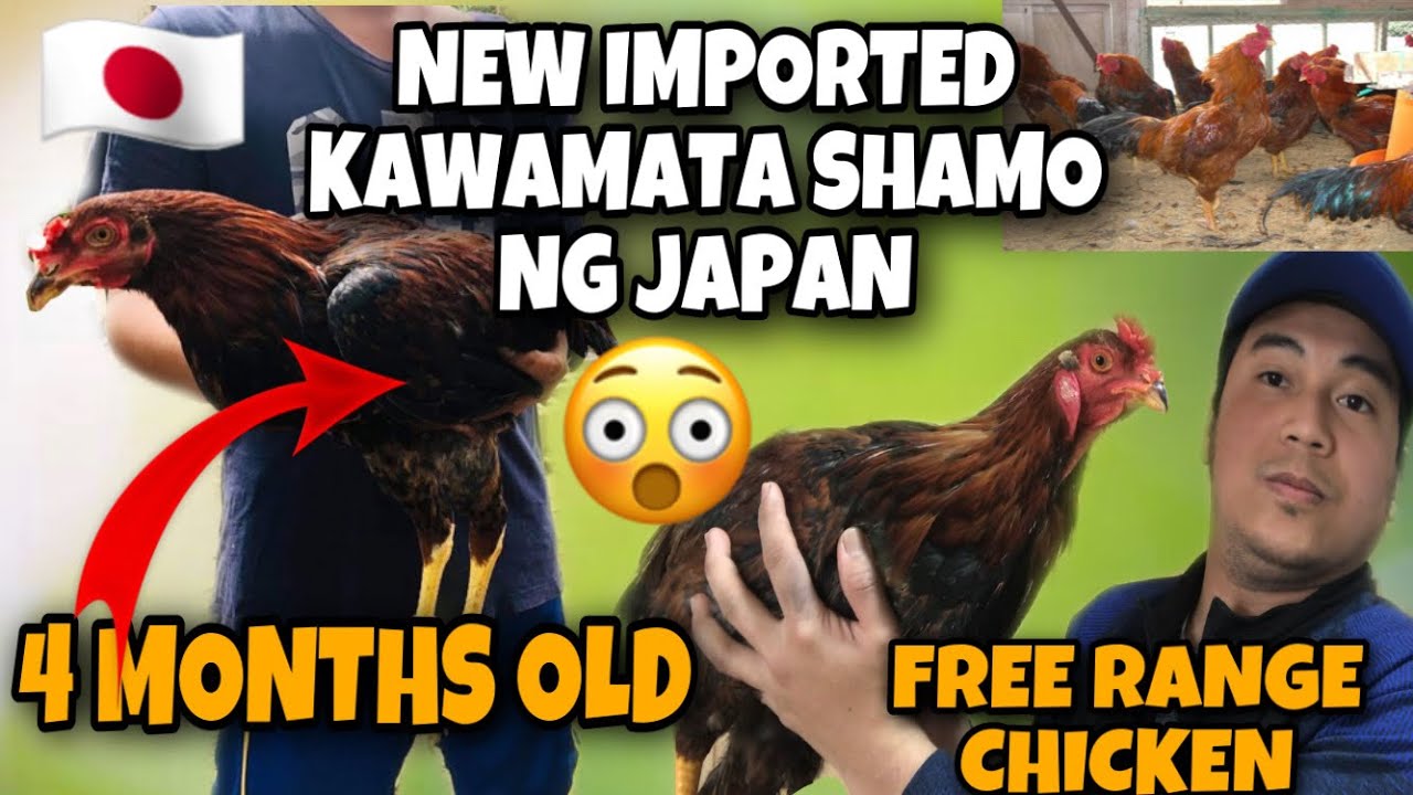 KAWAMATA SHAMO NG JAPAN
BIG SIZE/JUMBO SHAMO /NEW IMPORTED SHAMO NG PHILIPPINES