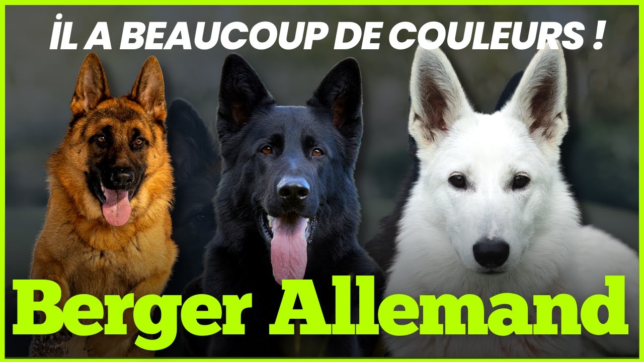 Les différentes couleurs et marques de Berger Allemand : noir, sable, bicolore et plus