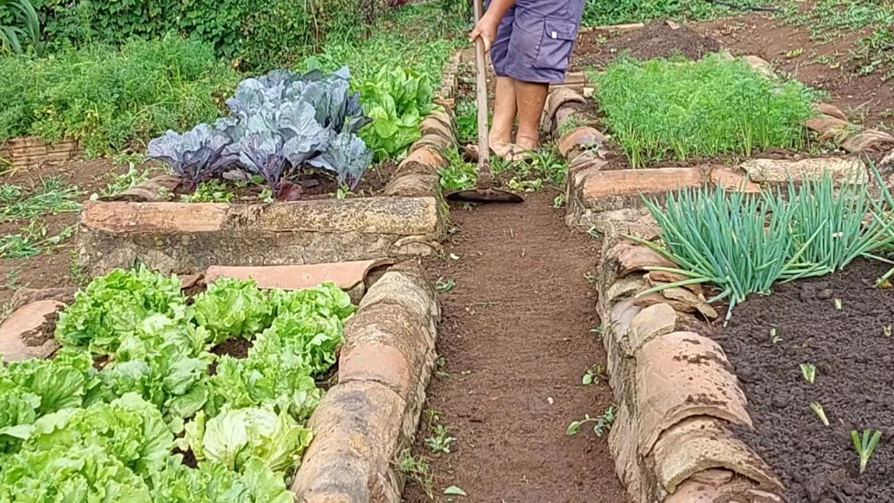 VEM VER  MINHA HORTA COMO ESTÁ