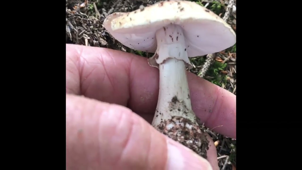 🍄Pilzerkundung - 21.06.22 auf 900 m &uuml;. NN