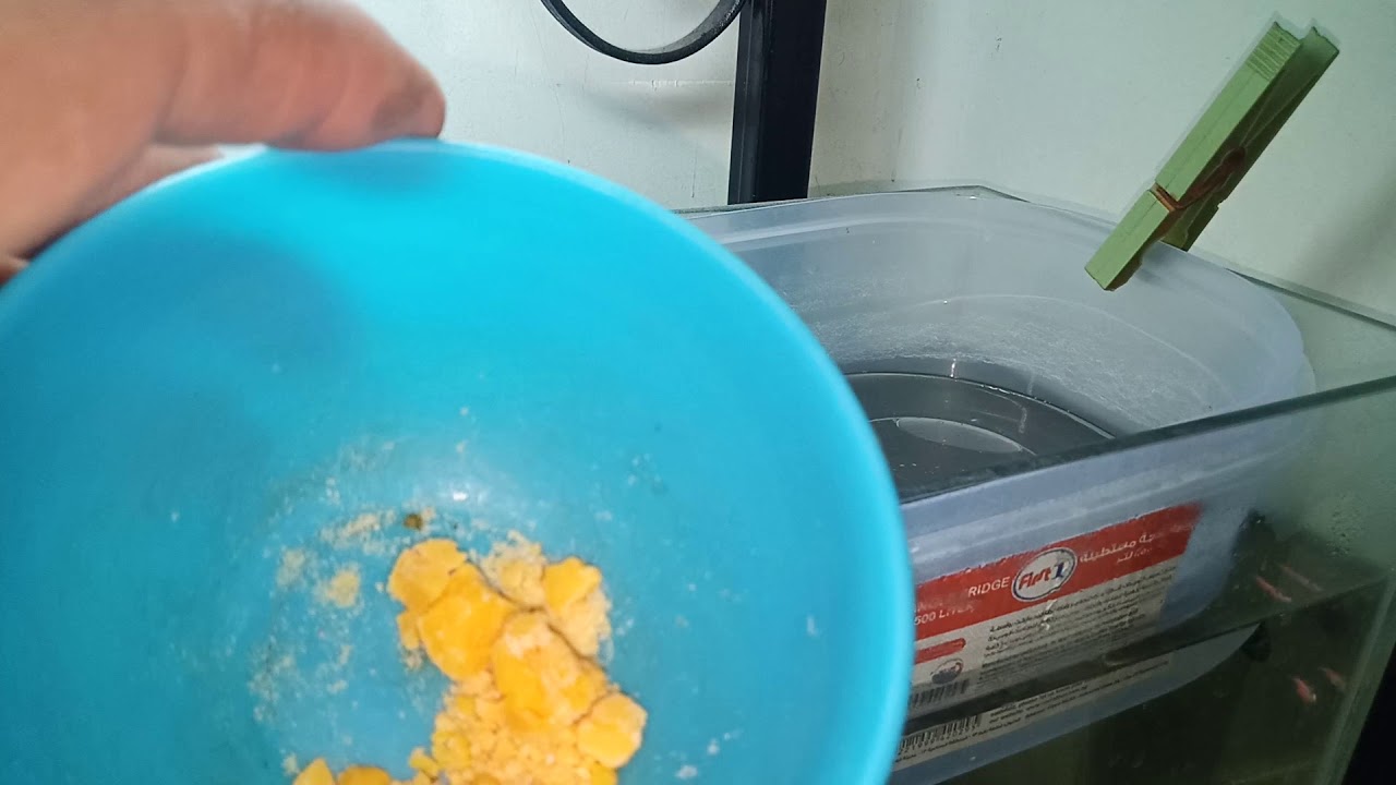 العنايه بصغار الزيبرا دانيو بعد الفقس (هام جدا)