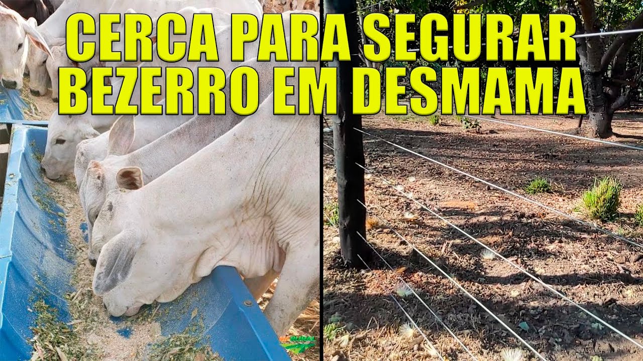 Cerca para segurar bezerro em desmama!