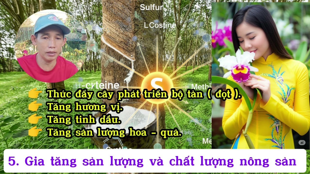 Vai trò của S đối với cây trồng.