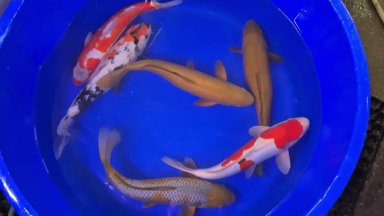 Individually listed Yoshikigoi Koi Carp at www.carpco.co.uk website search Y1501