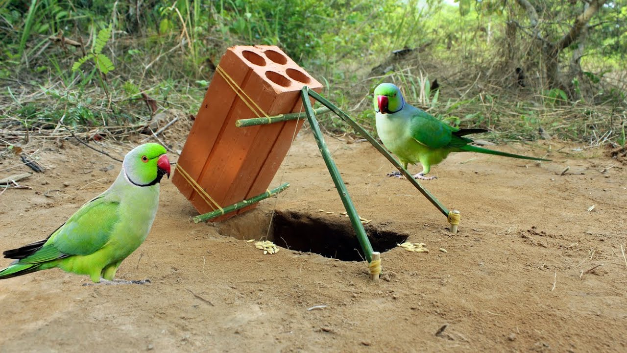 Easy Creative DIY Bird Trap Using Brick | Underground Parrot Trap