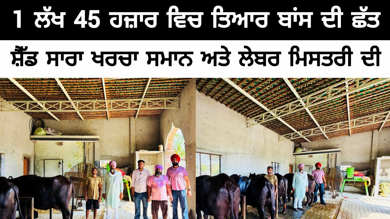 1 ਲੱਖ 45 ਹਜ਼ਾਰ ਵਿਚ ਤਿਆਰ ਬਾਂਸ ਦੀ ਛੱਤ | DAIRY FARM SHED | BAMBOO SHED | COW FARM SHED 