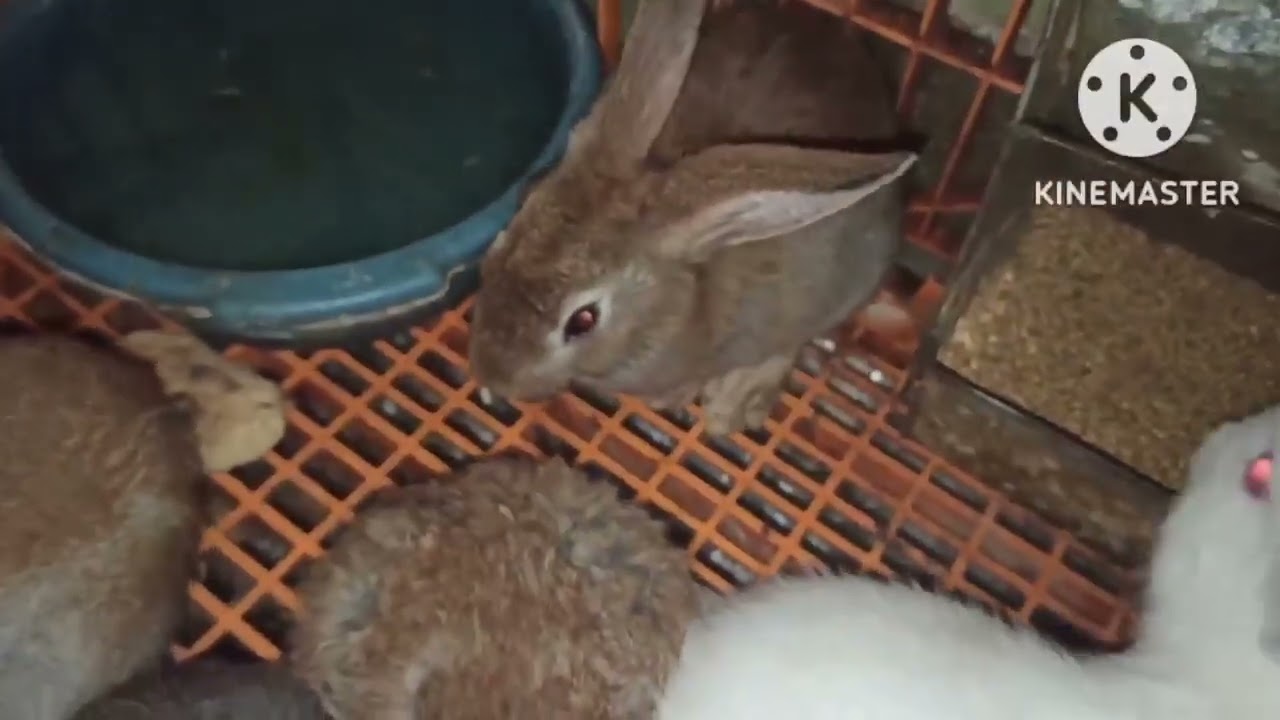 ارانب للبيع/ لي بغا يشري مرحبا/ التوصيل للجميع المدن 🐇🐇🐇0650196582