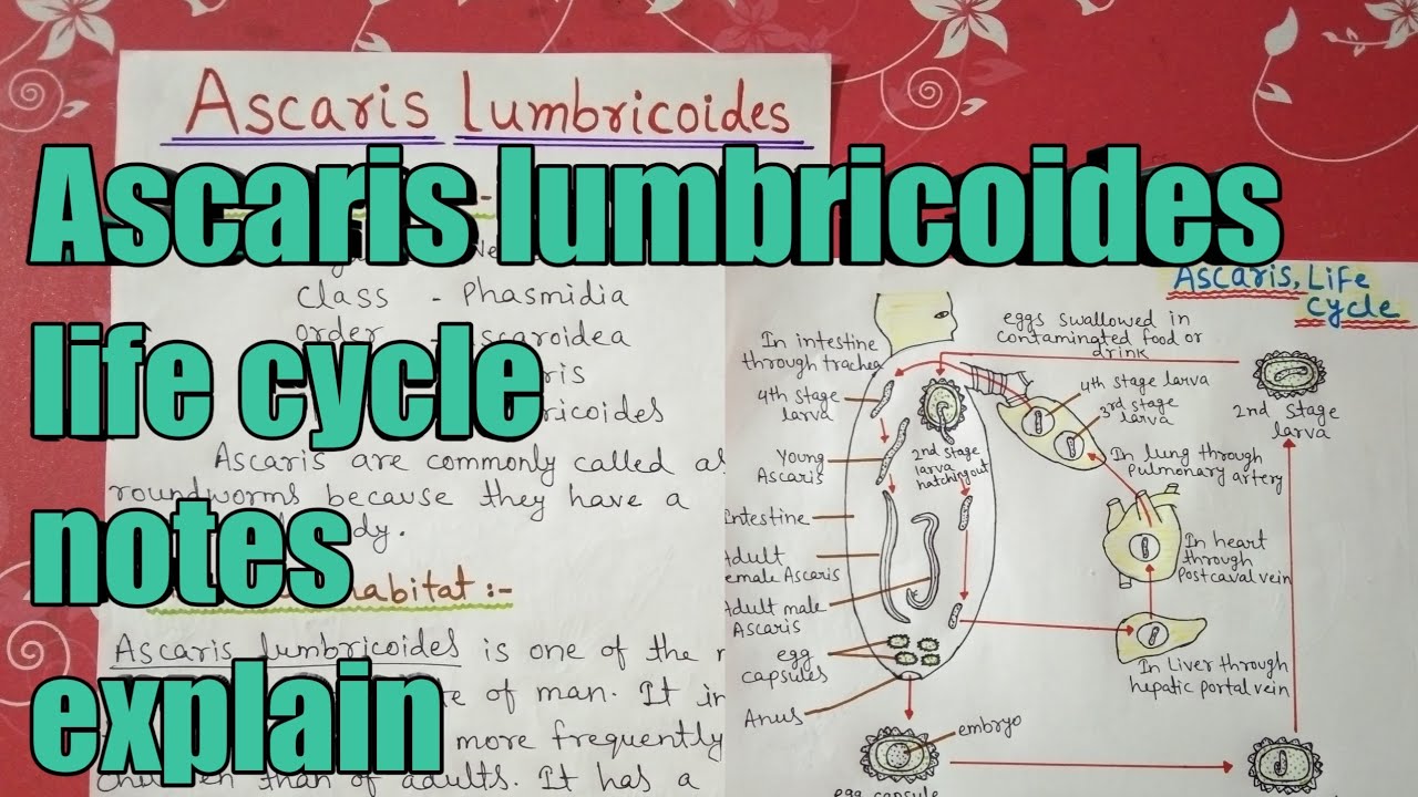 Ascaris lumbricoides full life cycle notes explain in hindi