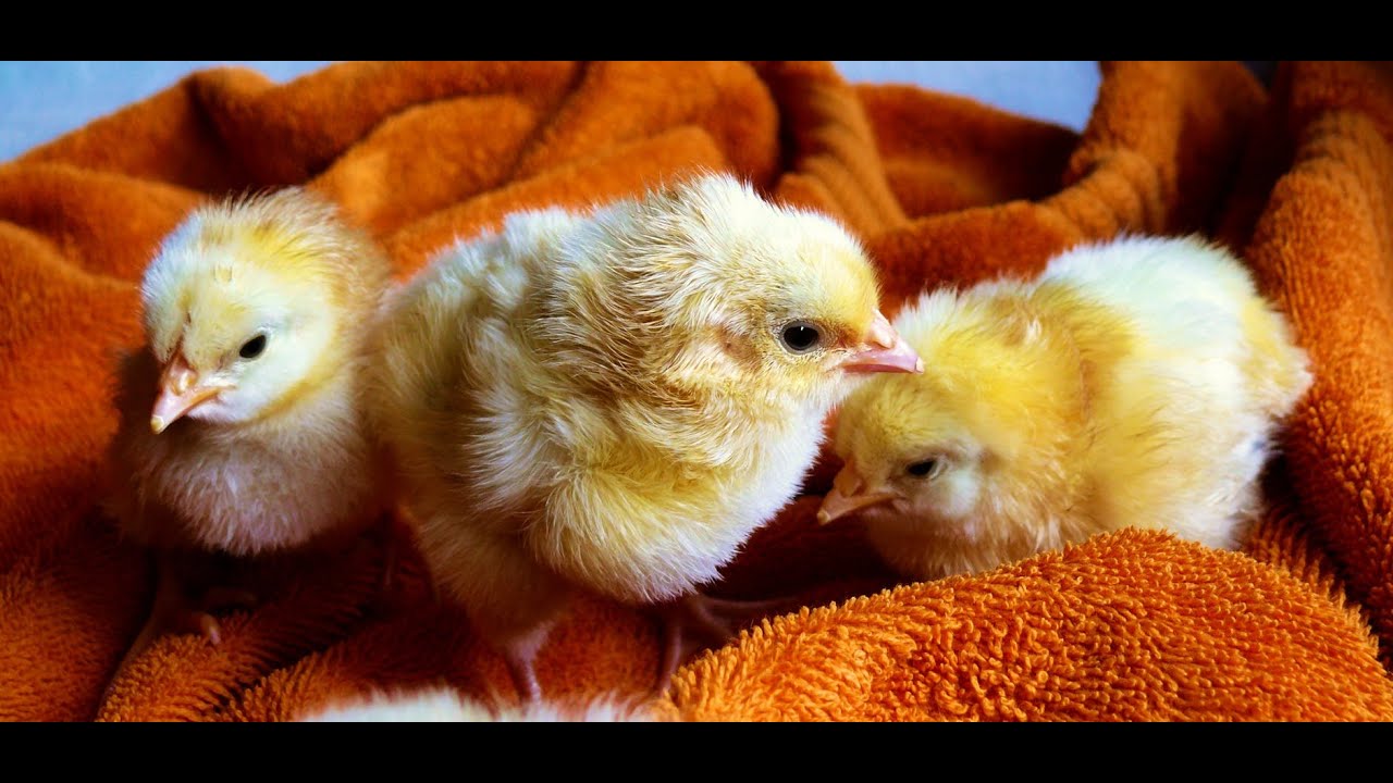 #ducks​baby#Canard​​ #Caneton​​ #poussin #poule #ChickensBaby