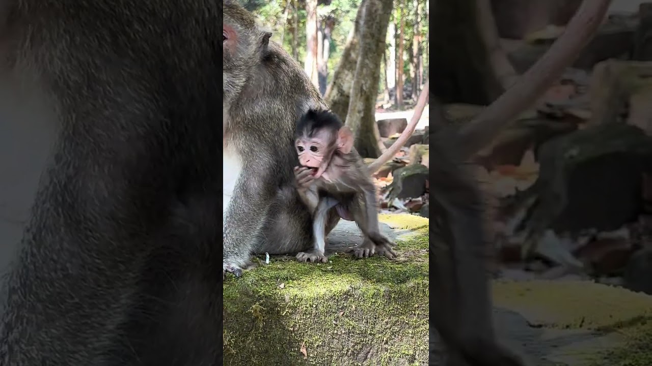 Amazing Monkeys Amber Team / Awesome Lovely Monkeys