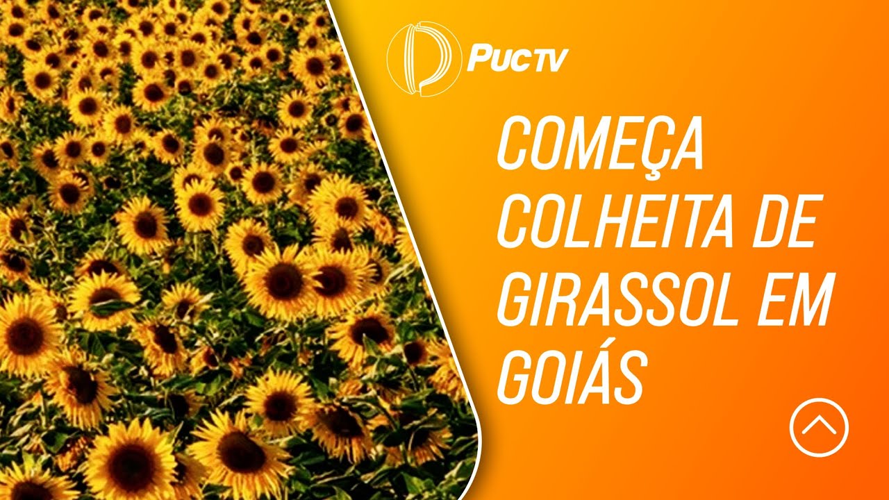 COMEÇA COLHEITA DE GIRASSOL EM GOIÁS
