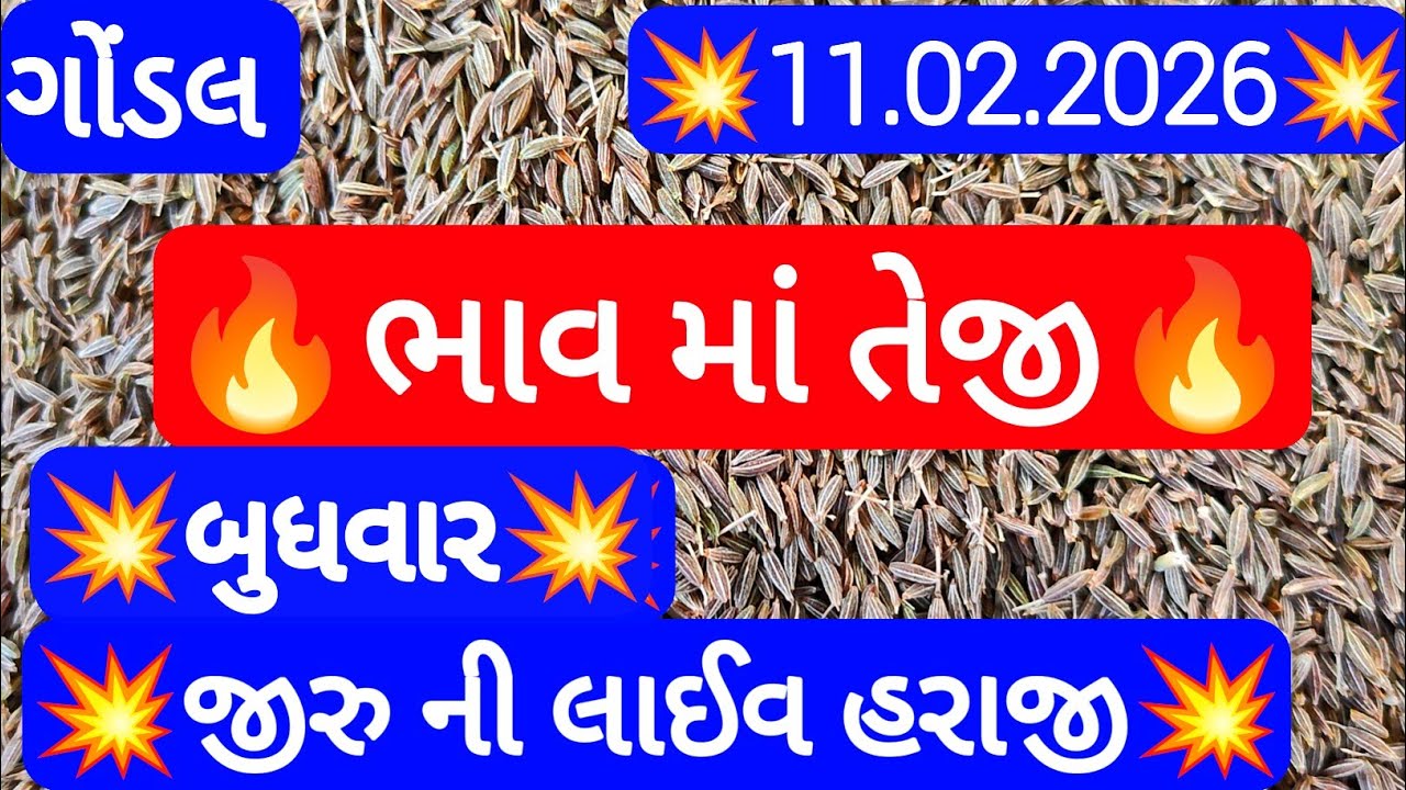 🔥 નવું જીરું ના ભાવમાં તેજી | જીરુ નો ભાવ jeera na bajar bhav | Gondal marketing yard 11-02-2026