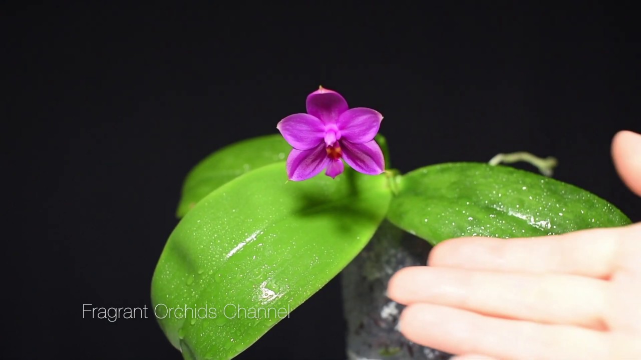 Fragrant Phalaenopsis Violacea Red
