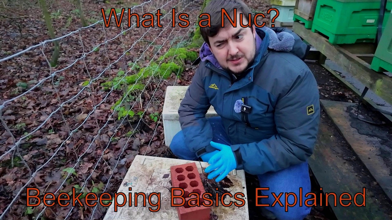 Nuc vs Full Hive: Why Beekeepers Use Both (With Winter Example!)