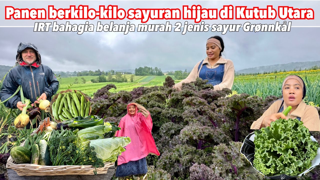PANEN PERDANA BERKILO-KILO SAYUR KALE UNGU, BROKOLI, KUBIS PANJANG, GRØNNKÅL & KACANG DI KUTUB UTARA