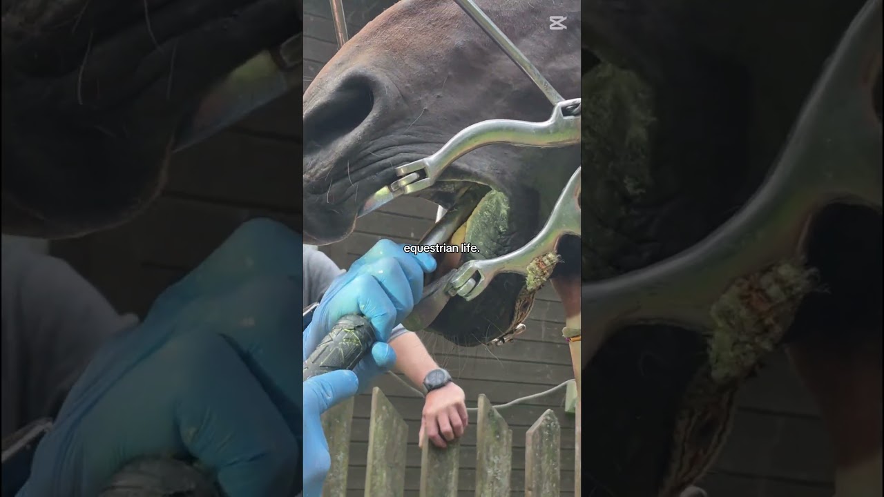 equestrian life ❤️😝 #horse #equestrianjourney #riding #horseing #gallopracer