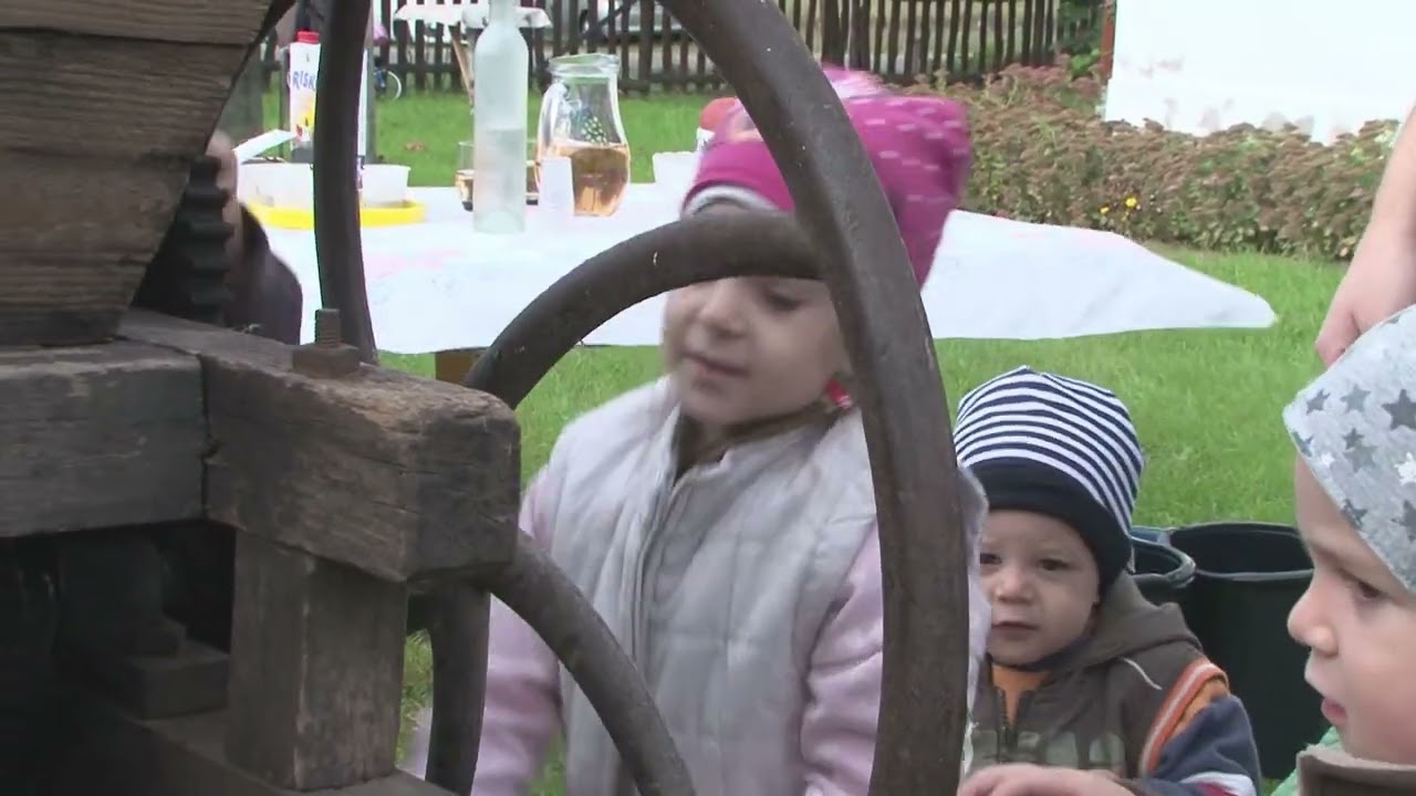 Hagyományos szüret Dabas-Szőlőkben