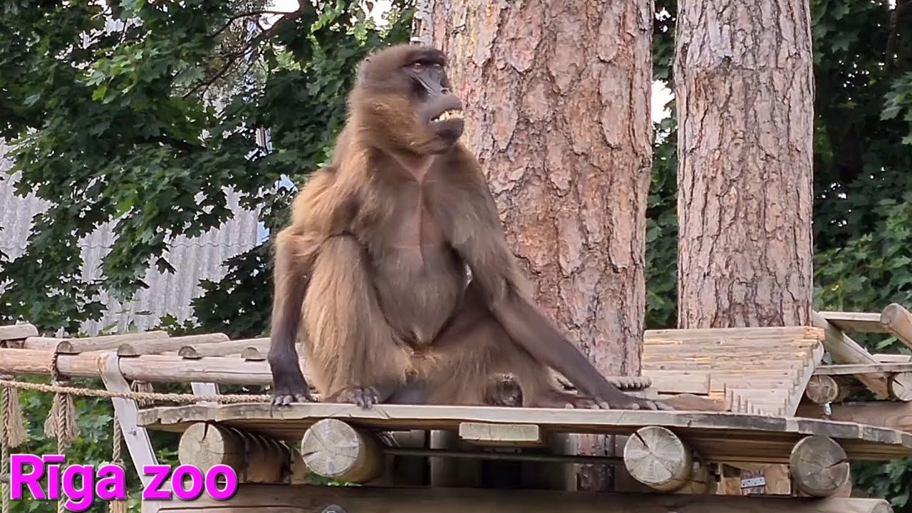 Rygos zoologijos sodas 2023.Rīga zoo.LATVIJA.