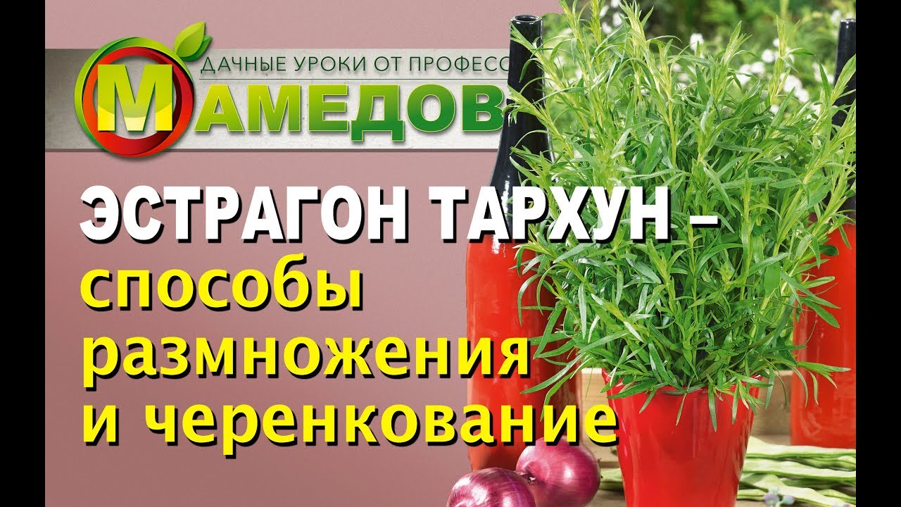 ЭСТРАГОН ТАРХУН - Способы Размножения и Черенкование