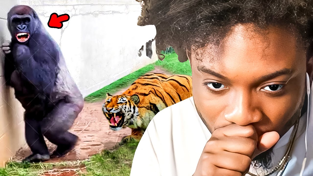 When Animals Mess Around & Find Out
