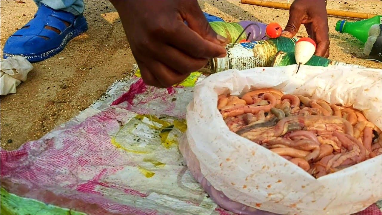 Fish hunting //big Patan fish//catching.