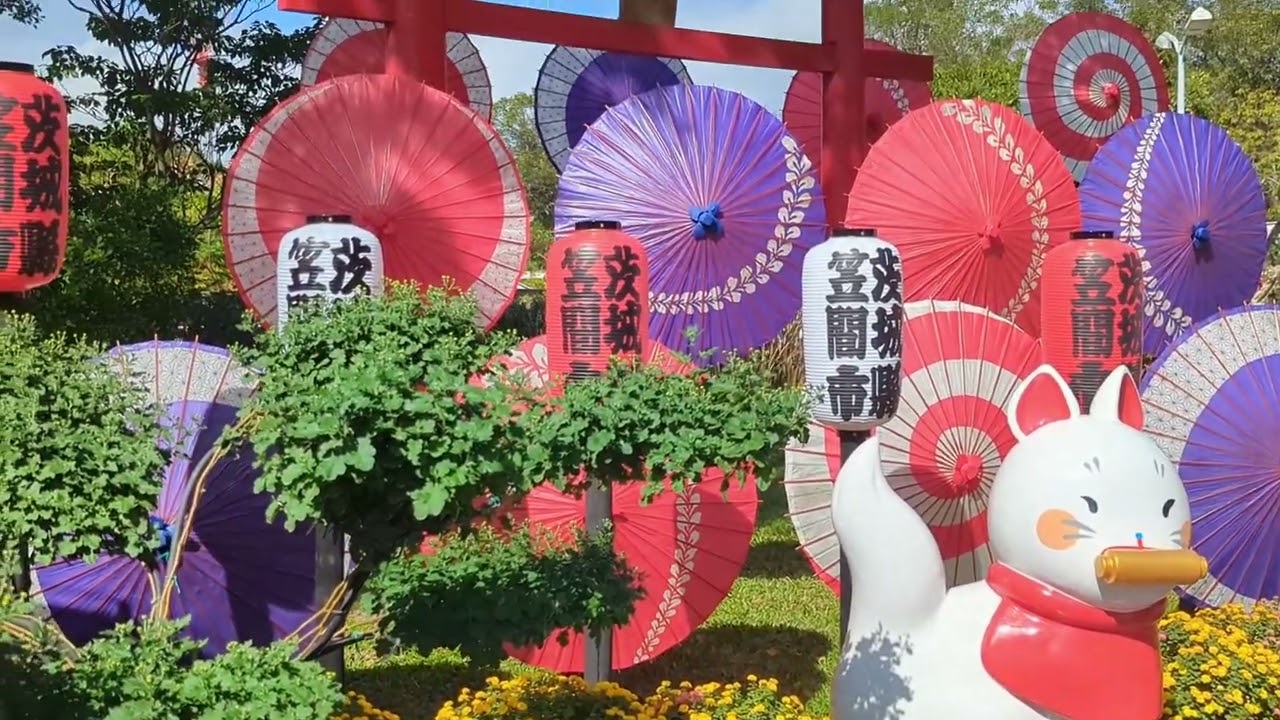 士林官邸菊展2025最新花況