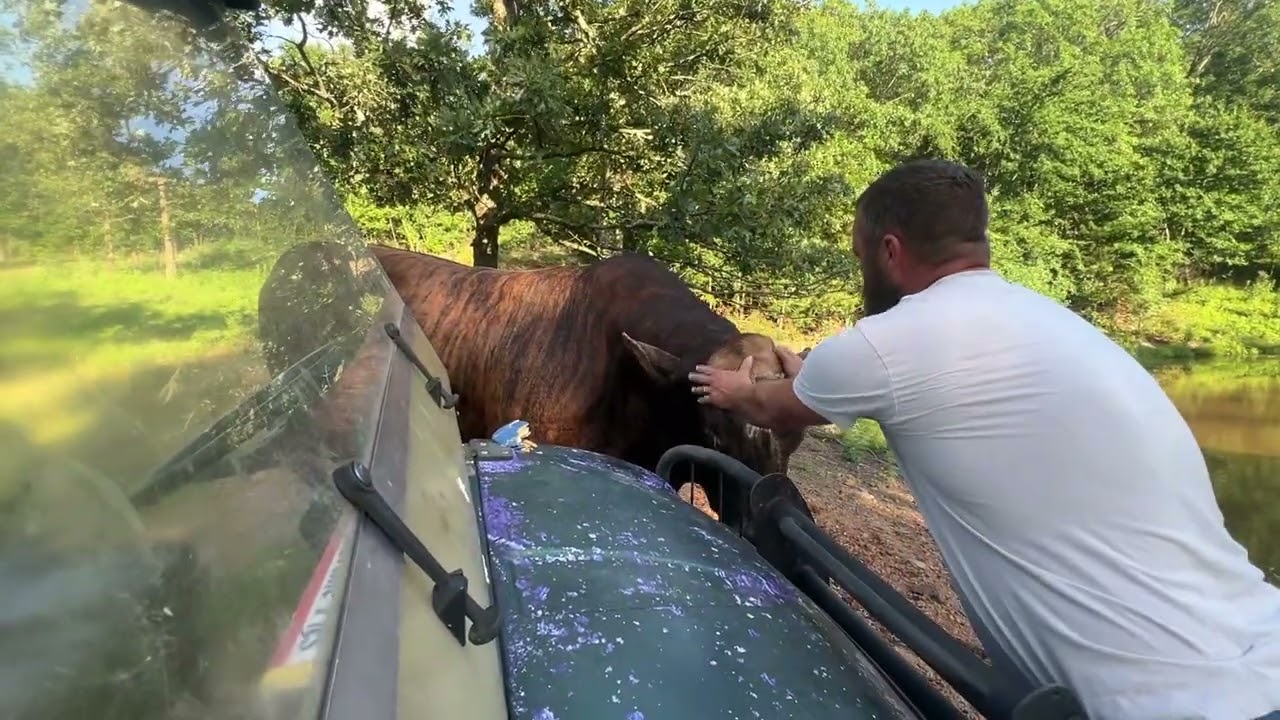 How to service a Redford the bull attack. #rufusthebull