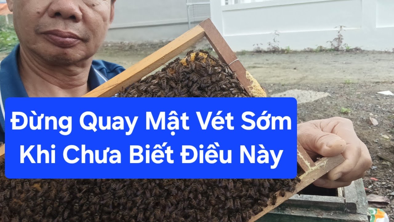 SAI LẦM QUAY MẬT VÉT SỚM ĐẦU VỤ KHIẾN ONG BỊ BỐC BAY HÀNG LOAT.!