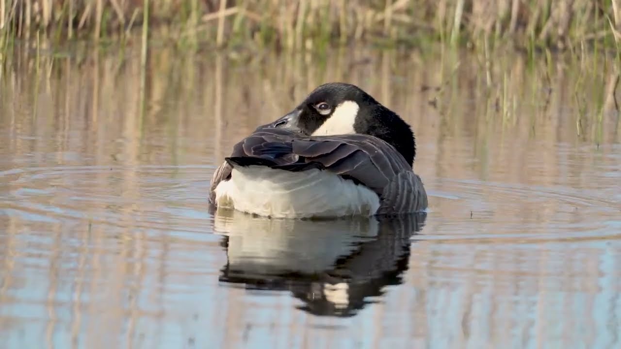 RSPB Marazion Marsh - Immersive Short Film