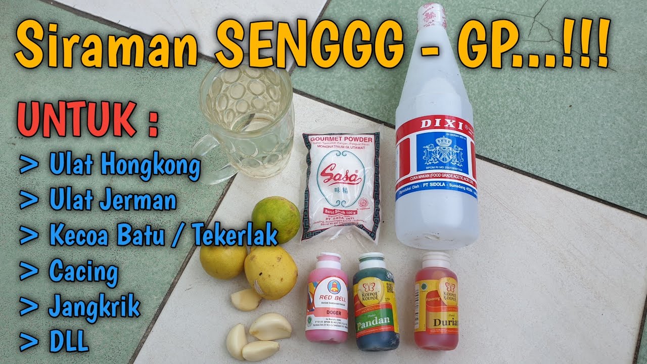 CARA MEMBUAT SIRAMAN SENGGG - GP || UNTUK RACIKAN UMPAN GALATAMA LELE !