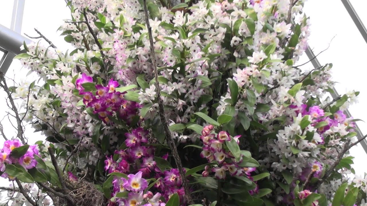 Blooms with Boyce: The Orchid Show