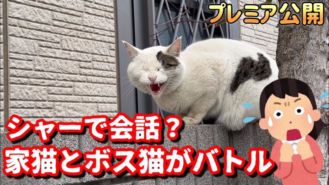 極寒の中震えている野良猫が「シャー」と会話して来ました/家猫元ボス猫とボス猫がケンカに！？