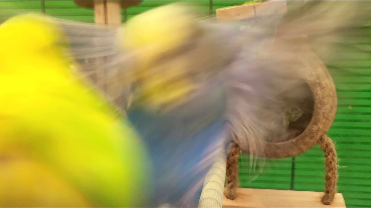 7 hours of budgie sounds for lonely birds