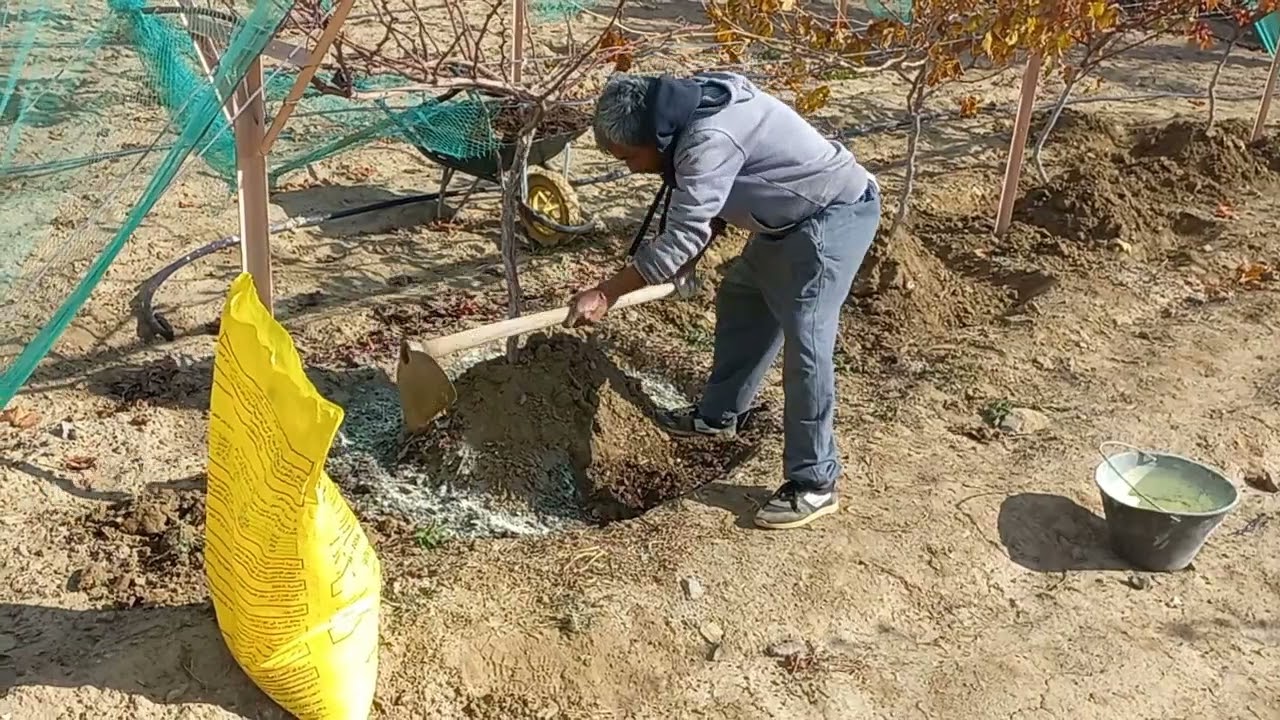 الثوم وتسميد العنب بالسماد العضوي(التقليم - الحلقات الدائرية - التسميد)Fertilizing Our Organic Grape