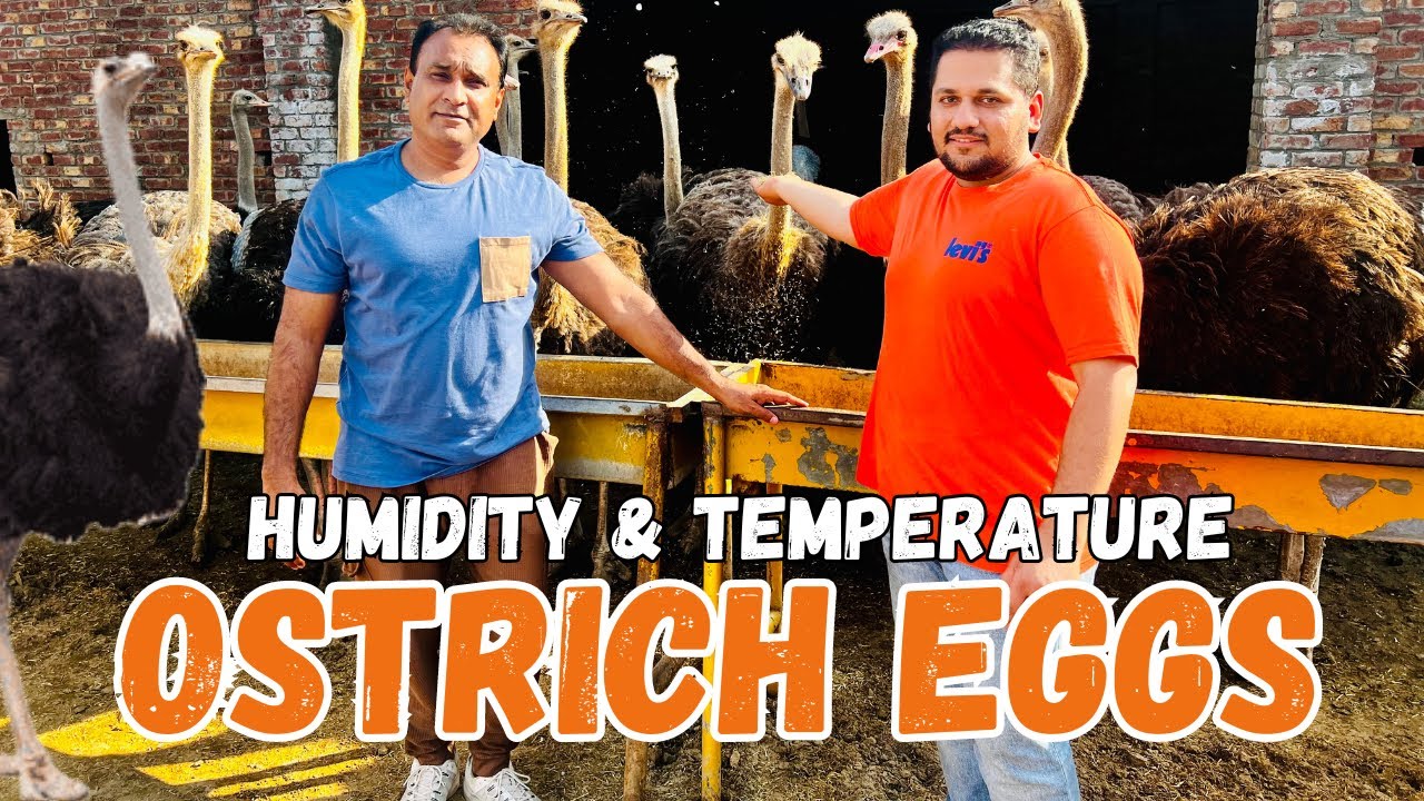 Ostrich egg incubation humidity | How to hatch ostrich eggs? | high-tech incubator { Hindi/Urdu }