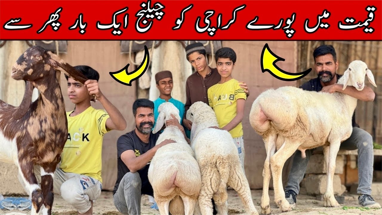 Qeemat Mein Pooray Karachi Ko Open Challenge 😱 | Karachi Bakra Mandi Se Sasta janwar 🔥 Qurbani 2026 
