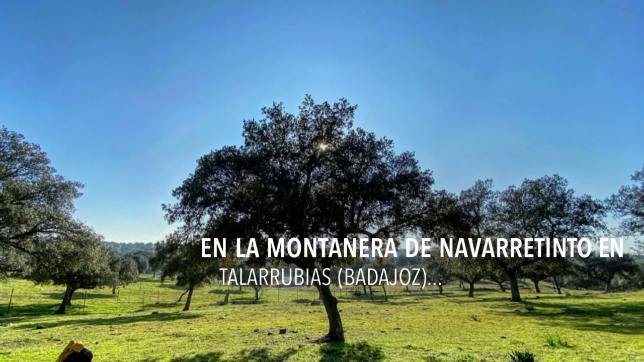 Planeta en Conserva en la montanera de Navarretinto (Extremadura)...