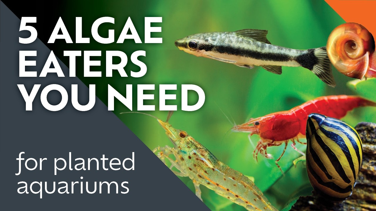 Best Algae Eaters That Really Eat Algae!