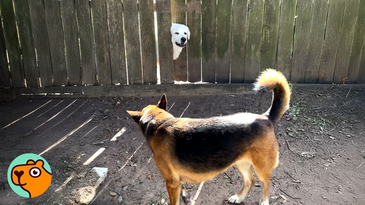 Two Dogs Sneak Under The Fence To Play With Neighbours Daily | Cuddle Buddies