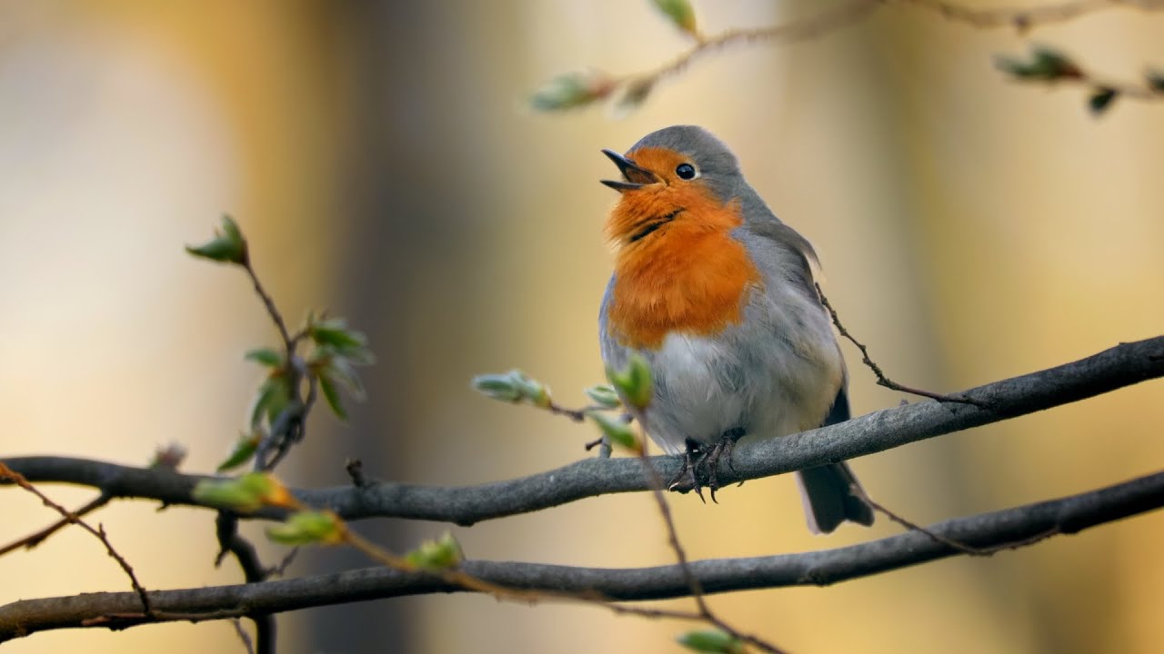 European Robin Singing in the Forest ~ Erithacus rubecula