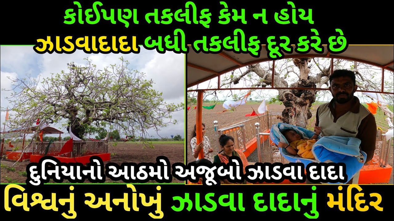 કોઈપણ તકલીફ કેમ ન હોય આ ઝાડવાદાદા બધી તકલીફ દૂર કરે છે | Zadava Dada