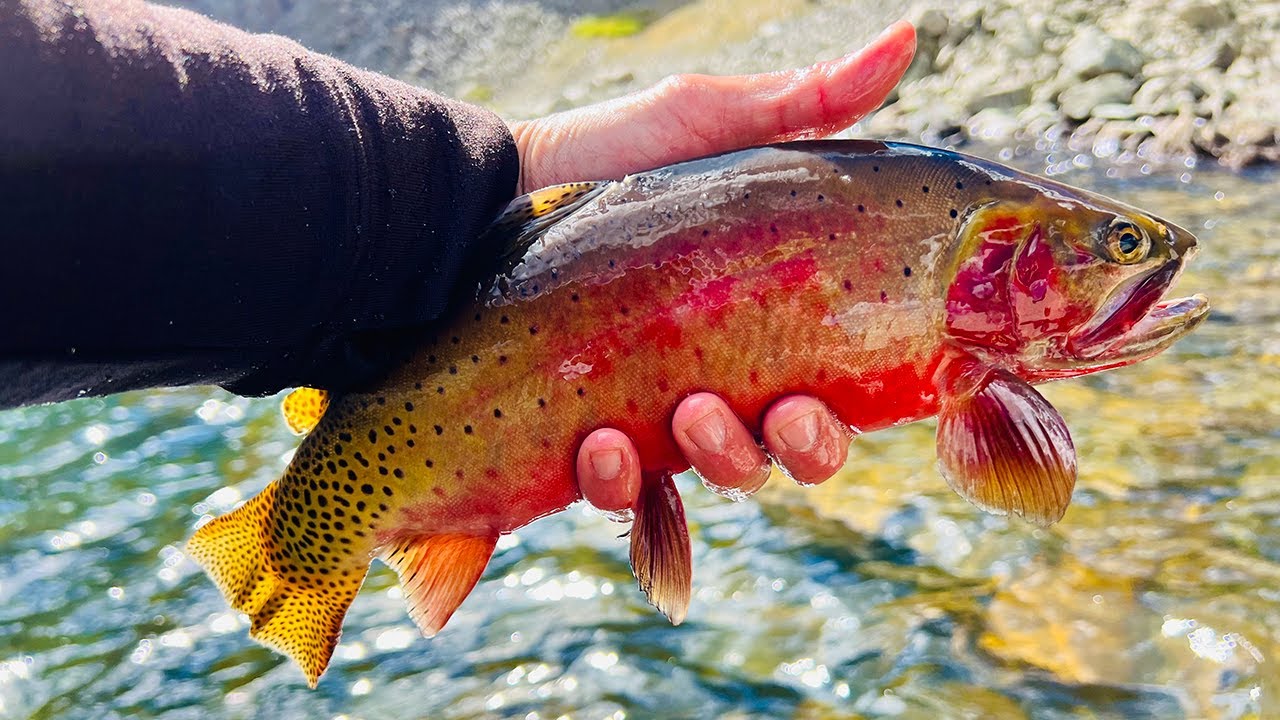 Hiking Deep in the Indian Peaks Wilderness to Catch and Cook Blood Red Colorado Cutthroat Trout!
