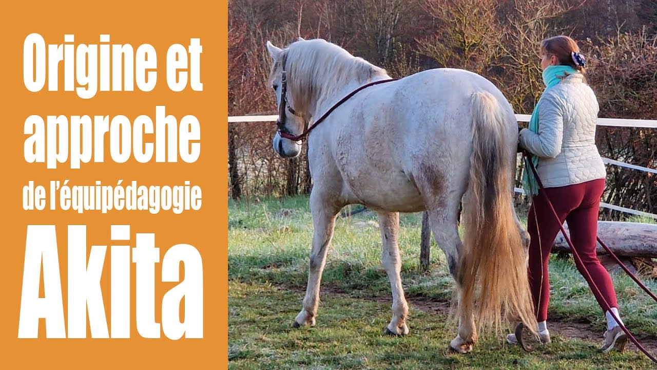 Origine du mot Akita