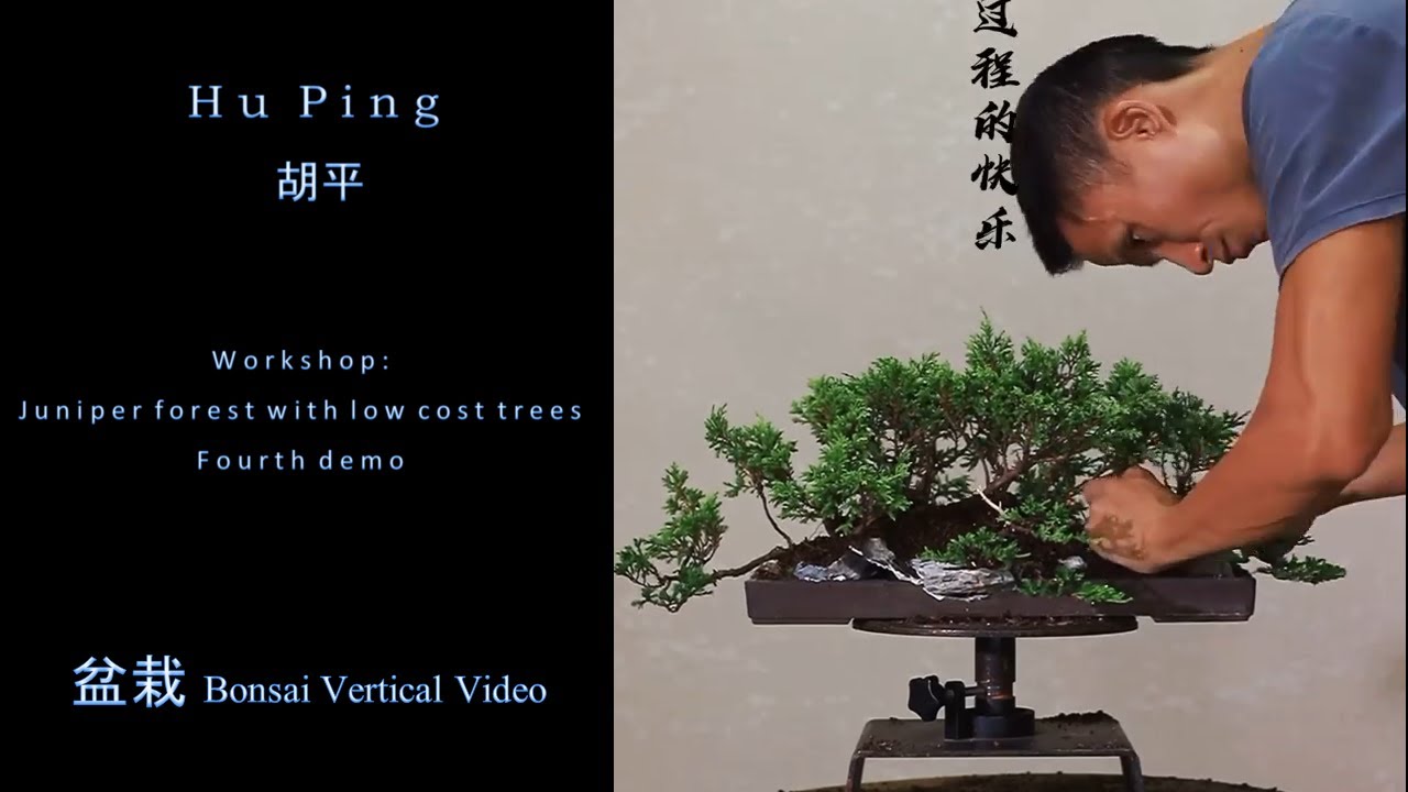 Juniper forest made with low cost materials (Fourth demo) by Hu Ping - Vertical Bonsai Video