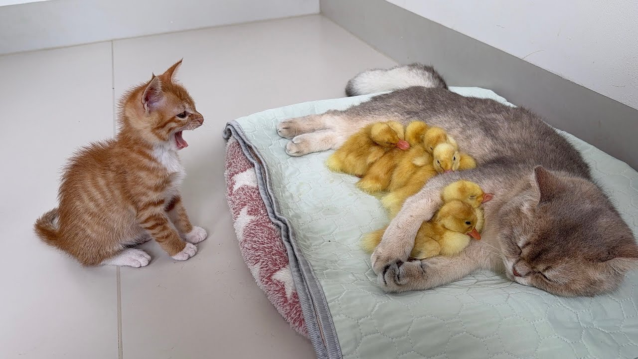 The kitten was surprised!These ducklings mistook the cat for their mother!What an interesting animal