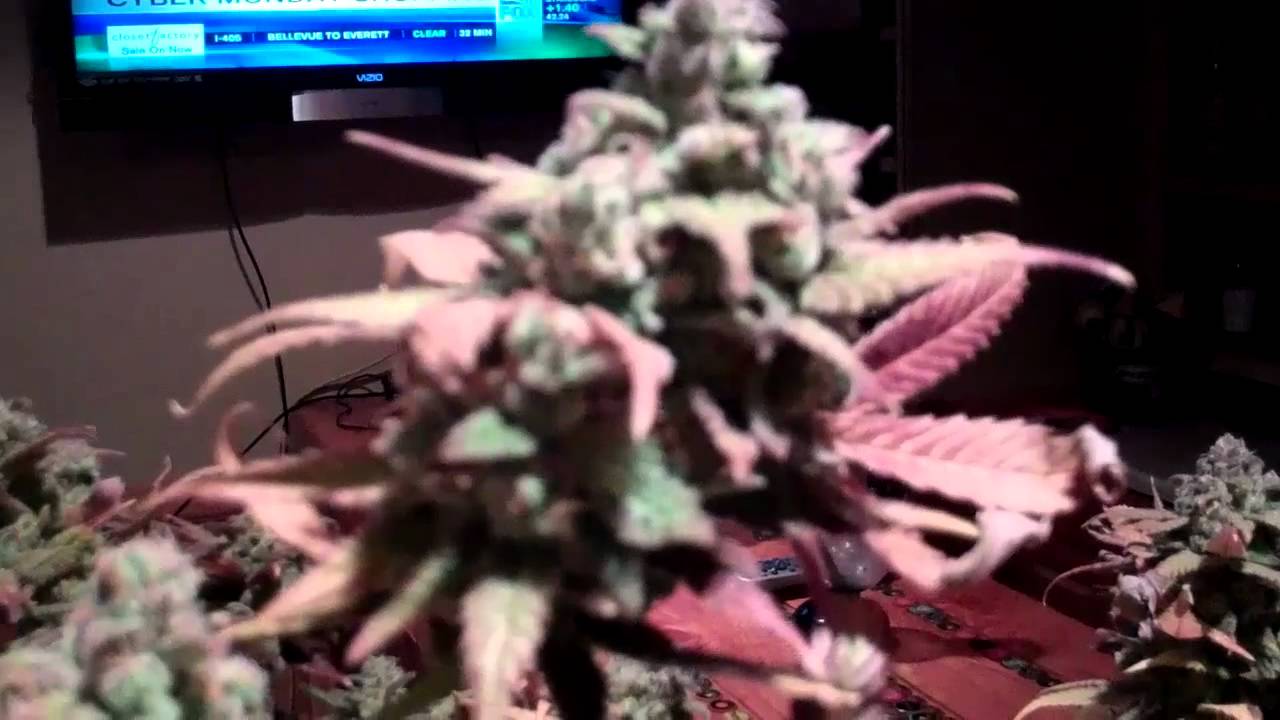 Grape Crush