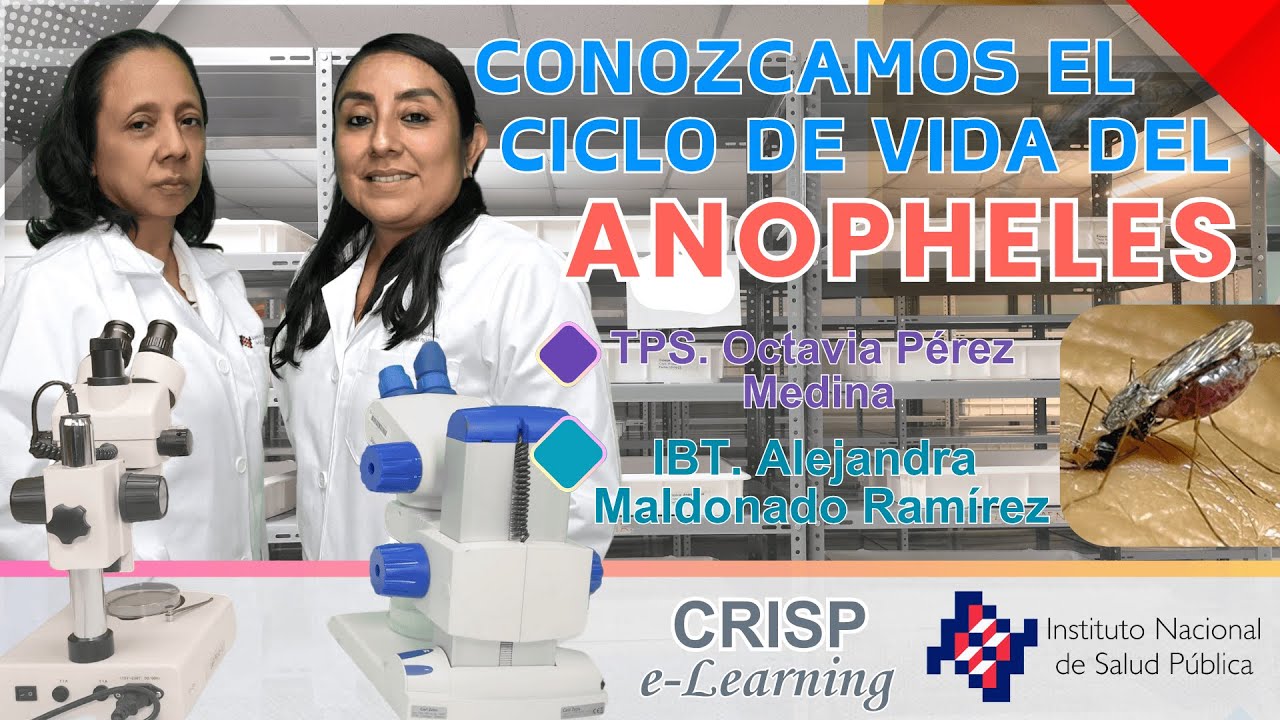 Conozcamos el Ciclo de vida del mosquito Anopheles albimanus