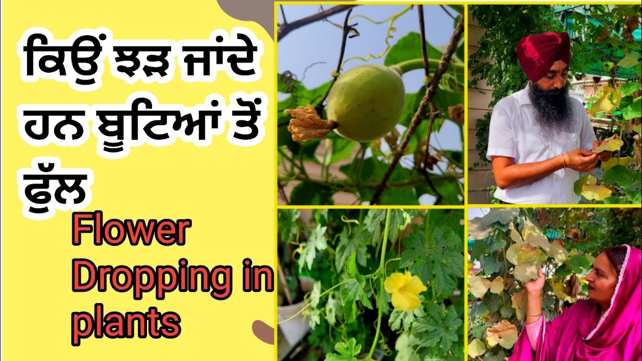 ਕਿਊਂ ਝੱੜ ਜਾਂਦੇ ਹਨ ਬੂਟਿਆਂ ਦੇ ਫੁਲ || Kiyu jhar Jande hun butian de ful ||