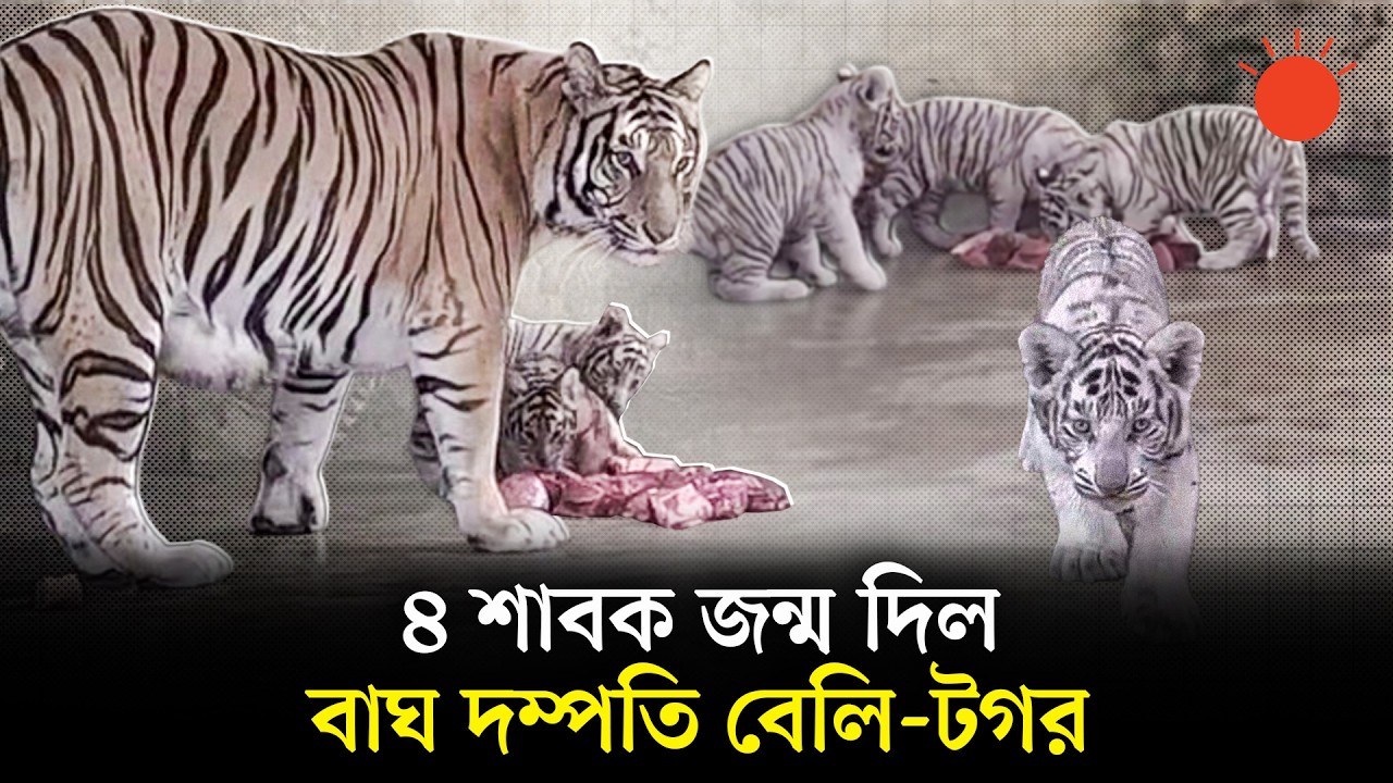 জাতীয় চিড়িয়াখানায় বাঘ দম্পতি বেলি-টগরের ঘরে ৪ শাবক, তিনটি সাদা | Tiger Couple | National Zoo