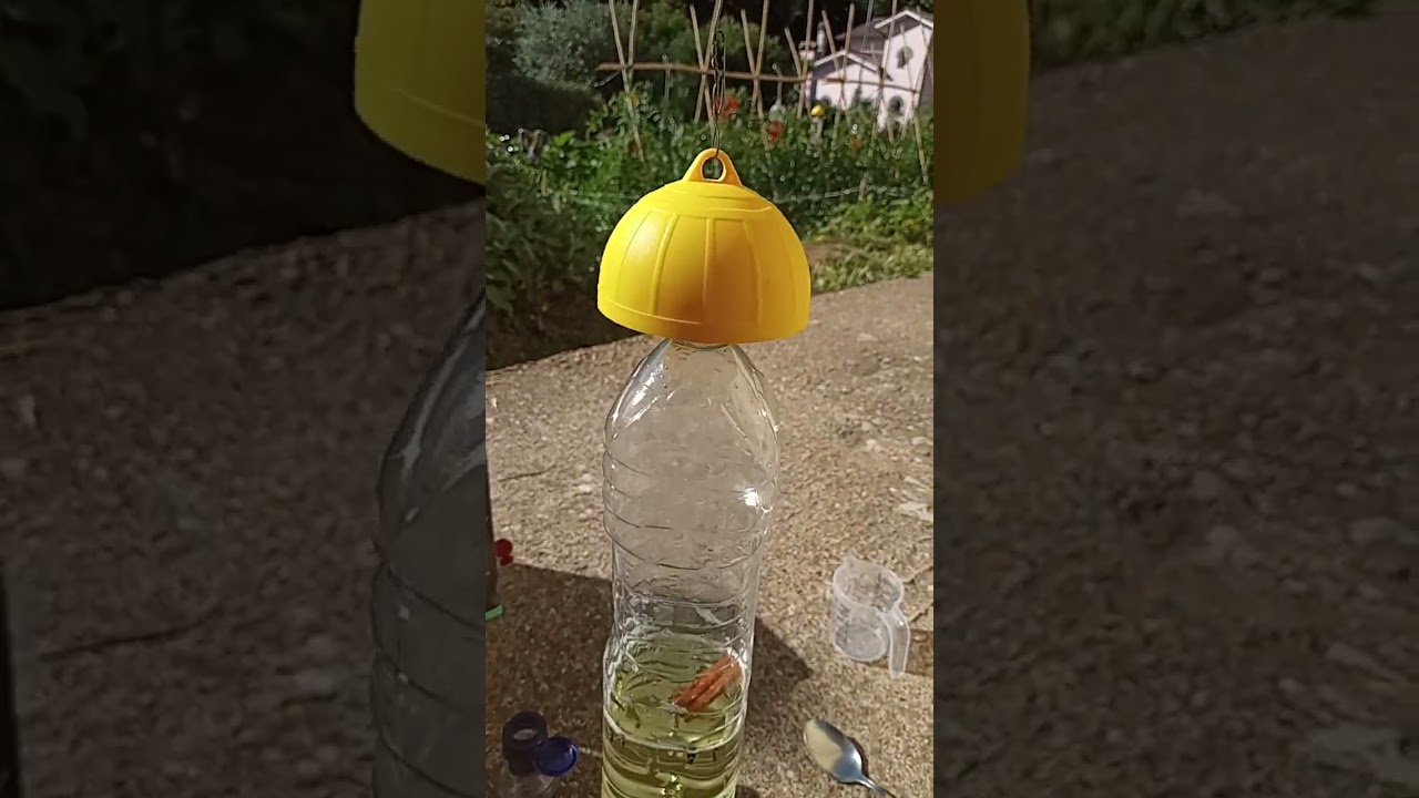 TRAPPOLA CON ESCA ALIMENTARE BIOLOGICA, PER LA CATTURA MASSALE DELLA TUTA ABSOLUTA 🦋🦋🦋🦋